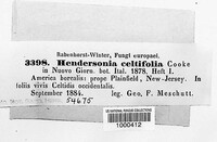 Hendersonia celtifolia image